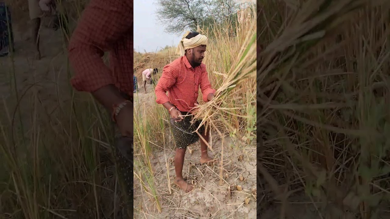 🚜 రైతుల చెమటతో పండే అన్నం 🌾 | Farmers Hard Work 