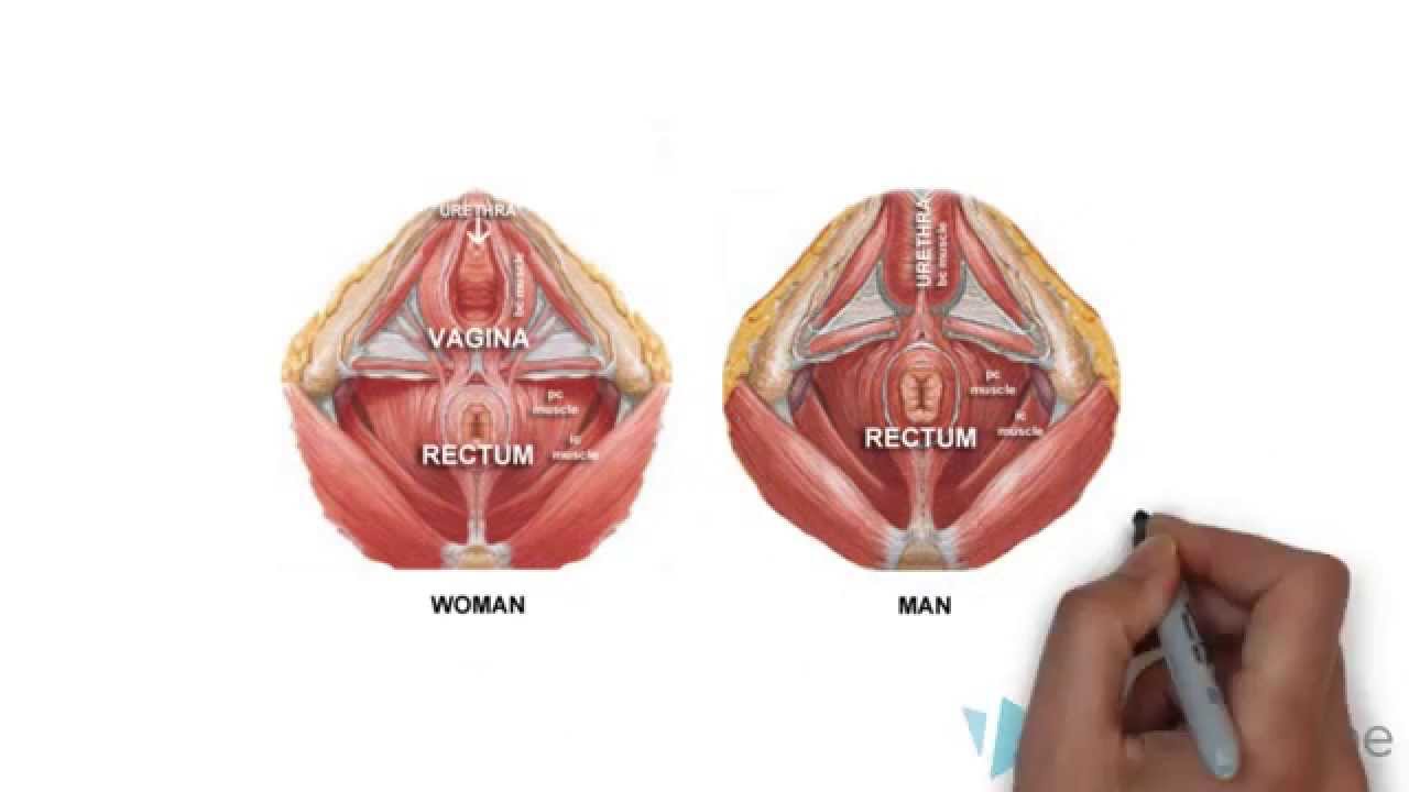 Pubococcygeus Muscle - YouTube