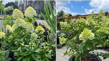 Panicle Hydrangeas: Quick Fire Fab vs. Limelight Prime on July 22, 2022