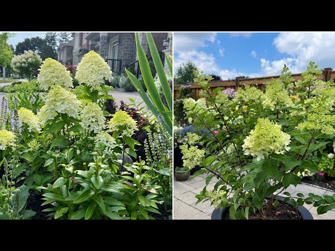 Quick Fire Fab & Limelight Prime Panicle Hydrangeas Update - July 22, 2022