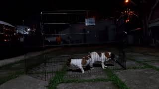 Jack Russel Terrier SUCCESSFUL MATING (Natural Stud Session #2) by Mello Muñoz 6,301 views 3 years ago 12 minutes, 38 seconds