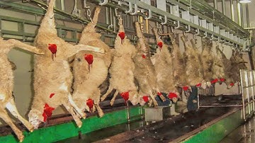 Incredible Modern Sheep & Lamb Processing Factory | Amazing automatic Farming Technology.