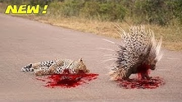 Most Amazing Wild Animals Attacks #39  Porcupine Kills Python and Leopard - Animal World