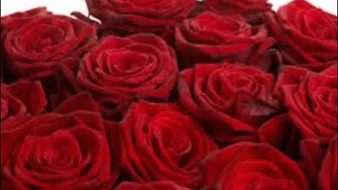 تسجيل قراءة القرأن الكريم للشيخ الشهيد معاذ عبدالكريم علي السامرائي - سورة الدخان - سورة الجاثية