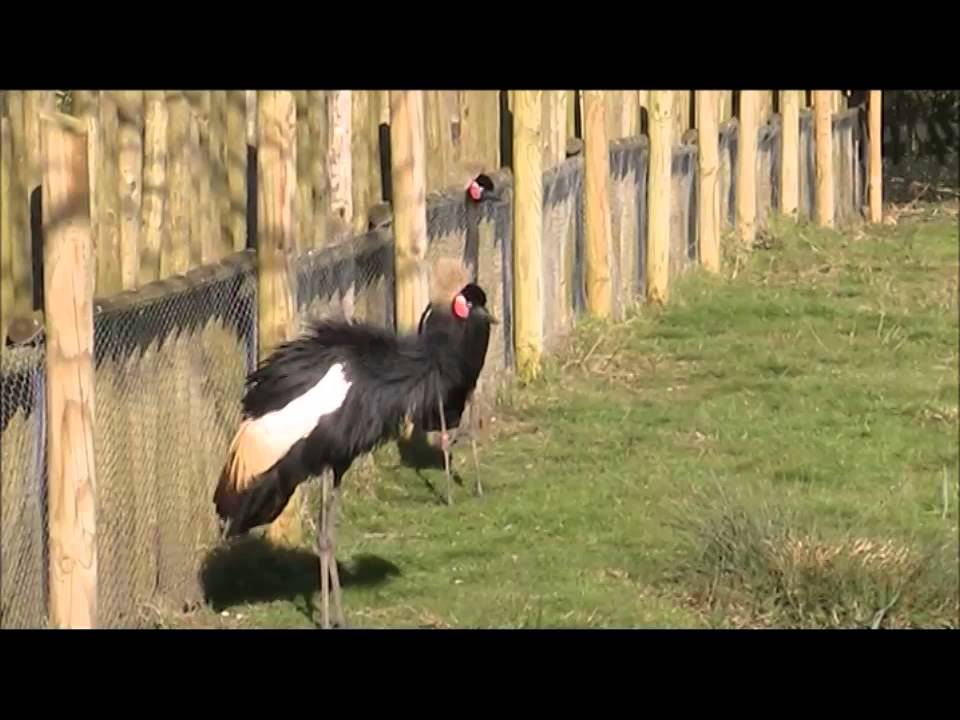 Black Crowned Crane 