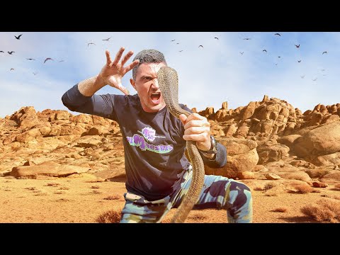 المايسترو يتحد ى كوبرا