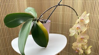 Реанимация Орхидеи «Торино»🌼 снимаю два нижних листа и обработка перекисью #орхидеи