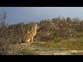 Шакал (Canis aureus) | Film Studio Aves