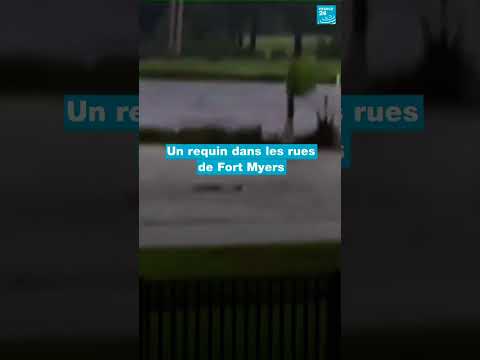 En IMAGES : Un requin dans les rues de Fort Myers suite au passage de l'ouragan Ian • FRANCE 24