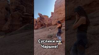 Ловим сусликов на Чарыне! We’re catching gophers at Charyn! #travel #nature #природныепейзажи #чарын
