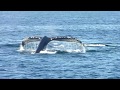 Whale watch trip with New England Aquarium catamaran from Boston.