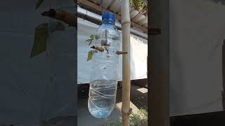 jebak lalat super cepat