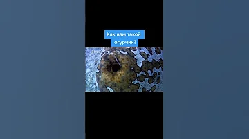 Морской ОГУРЕЦ