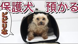 この保護犬はどこから来たの？？【預かり保護犬】