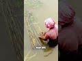 “The role of jute.”#shorts #youtubeshorts #viral #trivia