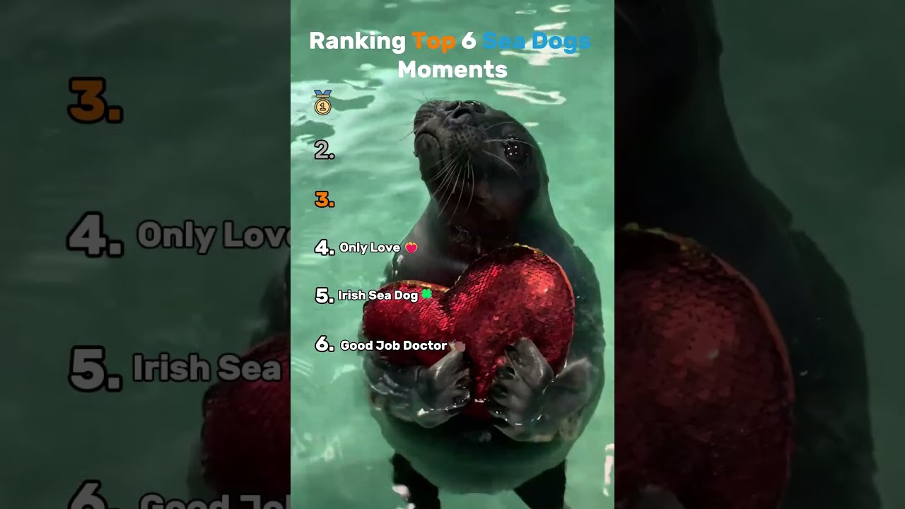  Top 6 Sea Dogs Ranked Seals Edition