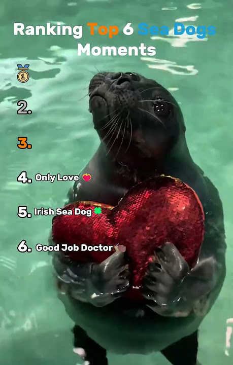 🐶🌊 Top 6 Sea Dogs Ranked! (Seals Edition) 🌊🐶