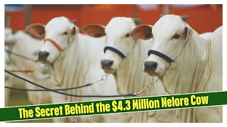 Download Lagu De koe van een miljoen dollar | Waarom Nelore-vee zo duur is MP3 Download Lagu De koe van een miljoen dollar | Waarom Nelore-vee zo duur is MP3