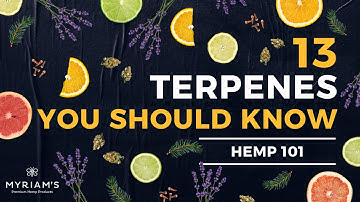 13 Cannabis Terpenes You Should Know