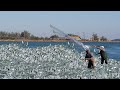 video Fishermen Catching Fish With a Cast Net - Caught a lot of mullet in the river #02