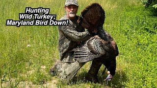 Hunting Wild Turkey; Maryland Bird Down