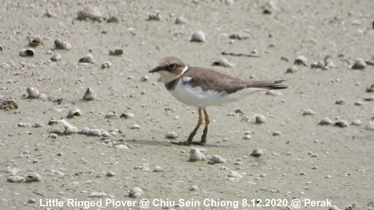 Little Ringed Plover @ Chiu S C DSCN0742