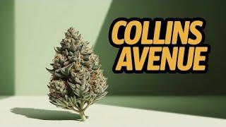 Jk Distro CA-7 COLLINS AVE  Review 🔥 ⛽️ 💨