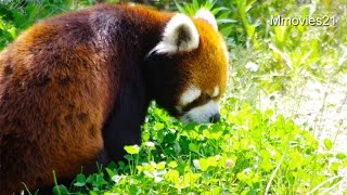 レッサーパンダ「エイタ」4歳の誕生日~Red Panda 
