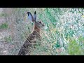 Зайчонку очень нравится Клевер пашенный / Hare really likes hare's-foot clover