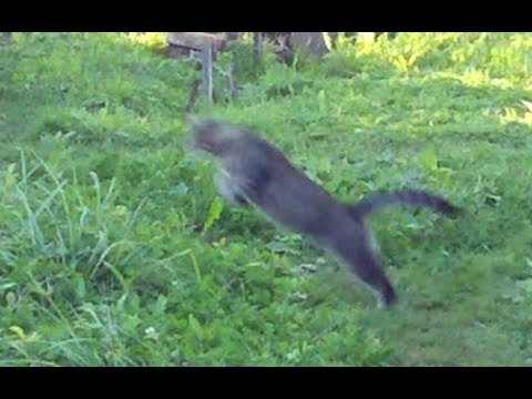 Видео: Невероятный прыжок кота с исчезновением )))