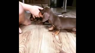 Cutest Sausage Dog (Dachshund) Invasion