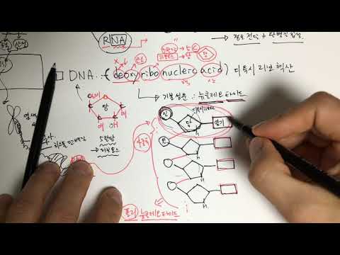 DNA 와 RNA 그리고 &rsquo;핵산&rsquo;??? 도대체 뭐가 뭔지 모르는 사람은 이 영상 보세요 ^^오늘 확실하게 뿌셔드림~~ ㅎ