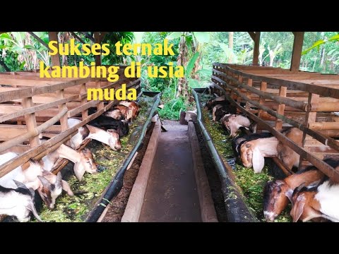 Video: Memelihara Kambing Di Pedesaan