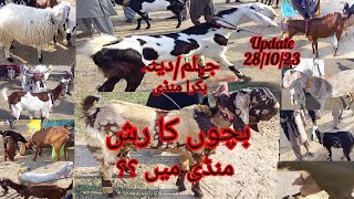 Saturday Bukra Bazaar | Goats have Many Babies | Jhelum Dina Bakra Mandi | Latest Update 2023