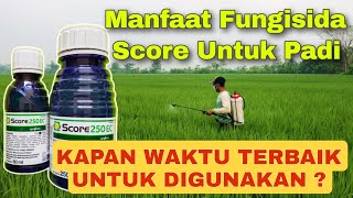 Manfaat Dan Waktu Penggunaan Fungisida Score 250 Ec Untuk Padi