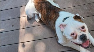 American Bulldog eats Health Bar snack | Snack time