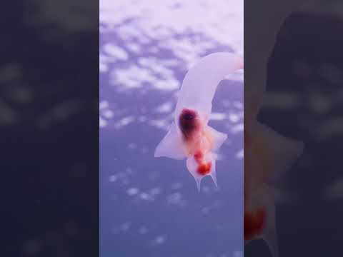 Behold the sea angel (Clione limacina)