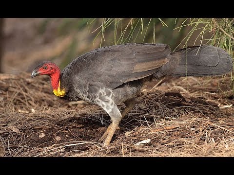 สารคดีส่องไพร ตอน ไก่งวงออสเตรเลีย