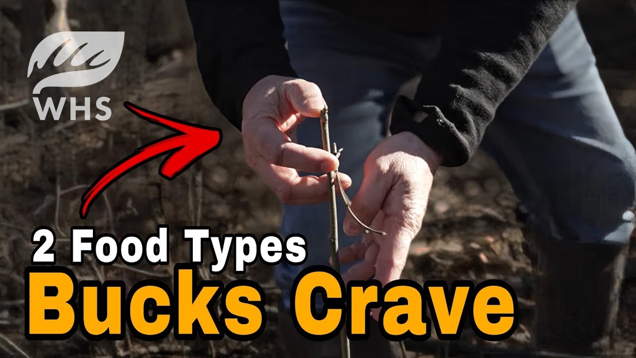 2 Foods Bucks Need On Small Parcels - YouTube