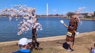 A salute to Stumpy's last full bloom. More than 100 cherry trees in Washington will be cut down