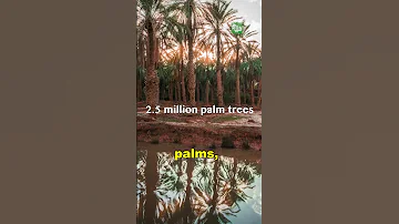 Al Hasa The World S Largest Oasis With 2 5 Million Palm Trees 