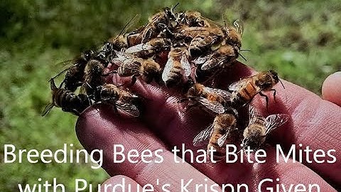 Breeding Bees That Bite Mites | Award-winning Krispn Given | Purdue University