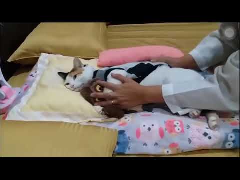 funny-animals-dogs-cats-video---funny-animals-funny-pranks-funny-fails-#8