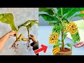 How to graft a banana tree using new techniques to get more fruit100