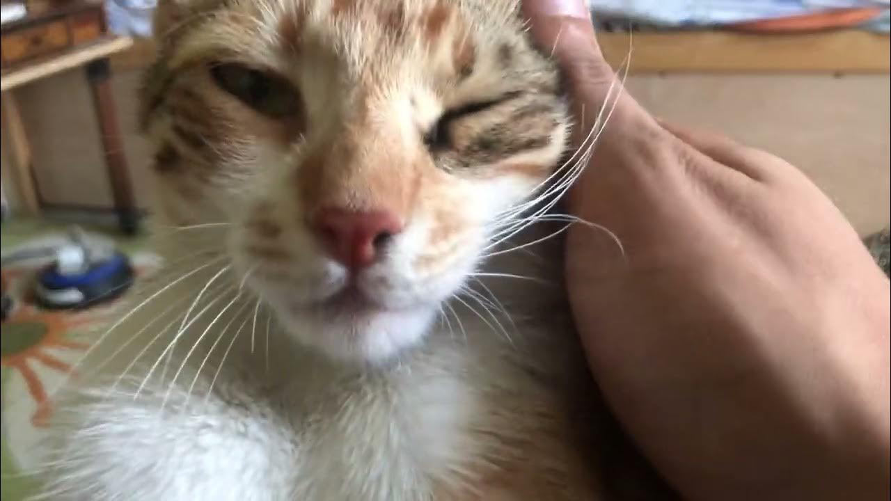 Absolutely beautiful affectionate cat showers me with purrs and love