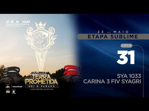 LOTE 31   SYA 1033   CARINA 3 FIV SYAGRI