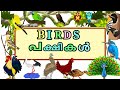 Birds name malayalam and english     