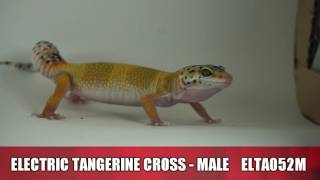 Leopard Gecko Collection Morphs