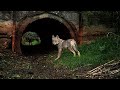 Wolf pups in their home site