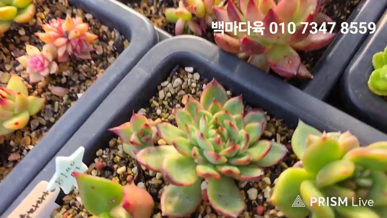 3/7 백마다육 라이브 방송